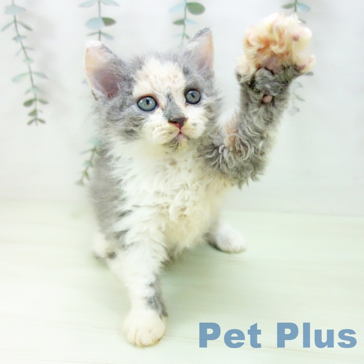 愛知県のセルカークレックス (ペットプラス ナゴヤドーム前店/2026年1月28日生まれ/女の子/ダイリュートキャリコ)の子猫の2枚目の画像