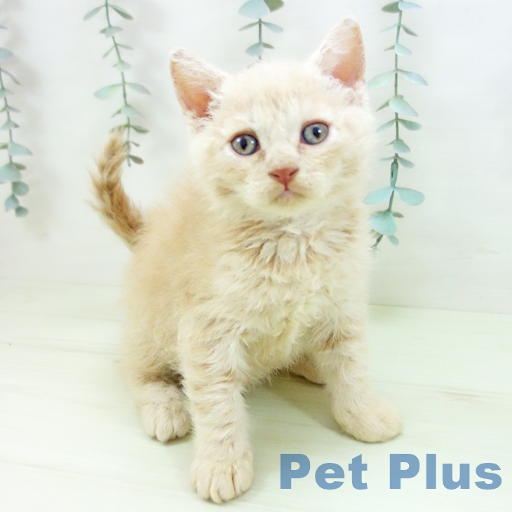 セルカークレックスの写真2