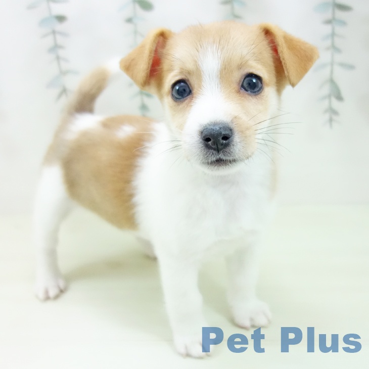 岐阜県のジャックラッセルテリア (ペットプラス 各務原店/2026年1月30日生まれ/女の子/ホワイトタン)の子犬
