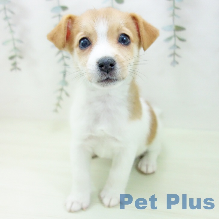 岐阜県のジャックラッセルテリア (ペットプラス 各務原店/2026年1月30日生まれ/女の子/ホワイトタン)の子犬の2枚目の画像
