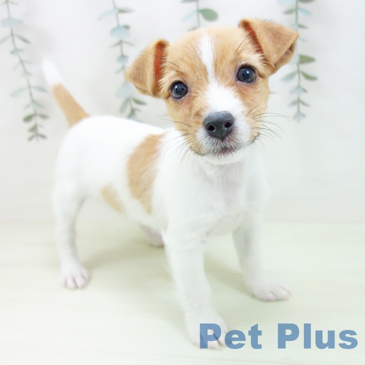 愛知県のジャックラッセルテリア (ペットプラス mozoワンダーシティ店/2026年1月30日生まれ/女の子/ホワイトタン)の子犬の1枚目の画像