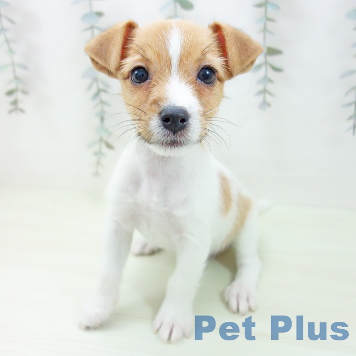 愛知県のジャックラッセルテリア (ペットプラス mozoワンダーシティ店/2026年1月30日生まれ/女の子/ホワイトタン)の子犬の2枚目の画像