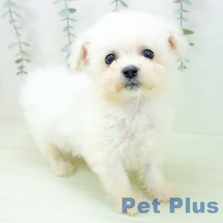 富山県のビションフリーゼ (ペットプラス 高岡店/2026年1月20日生まれ/女の子/ホワイト)の子犬の1枚目の画像