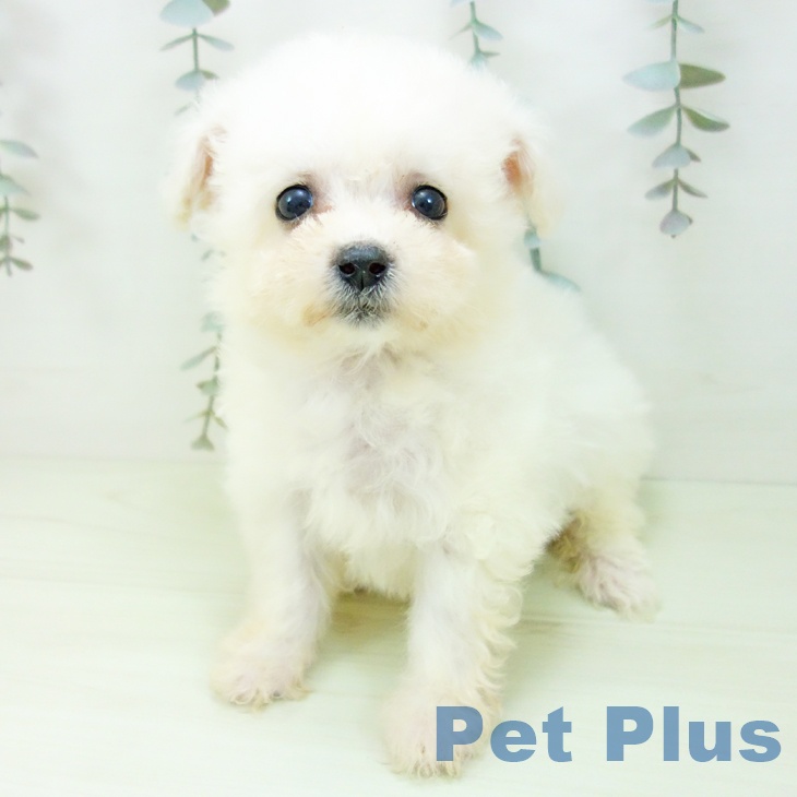 富山県のビションフリーゼ (ペットプラス 高岡店/2026年1月20日生まれ/女の子/ホワイト)の子犬の2枚目の画像
