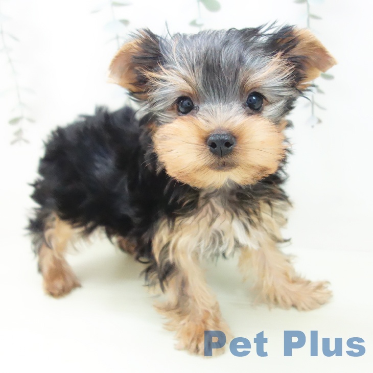 岐阜県のヨークシャーテリア (ペットプラス 各務原店/2026年1月30日生まれ/男の子/スチールブルータン)の子犬