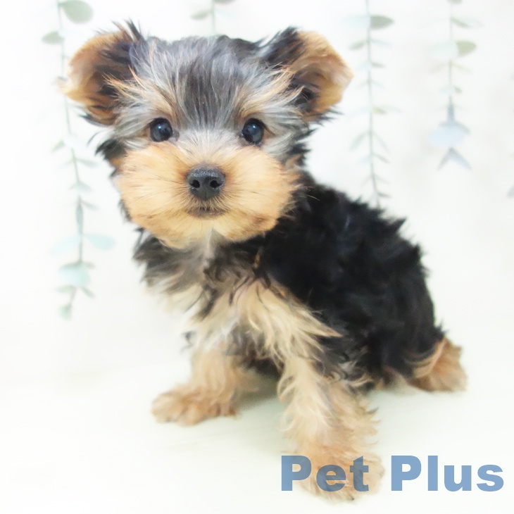 岐阜県のヨークシャーテリア (ペットプラス 各務原店/2026年1月30日生まれ/男の子/スチールブルータン)の子犬の2枚目の画像