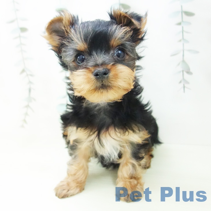 ヨークシャー・テリア