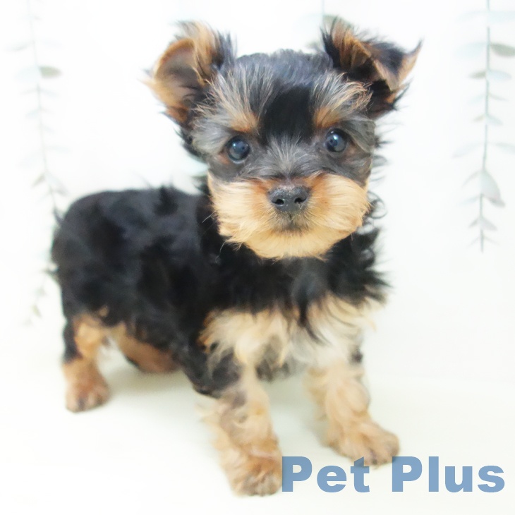 ヨークシャー・テリアの写真2