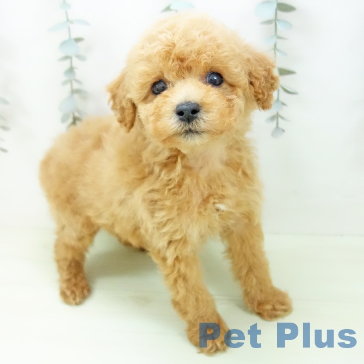 石川県のトイプードル(トイ) (ペットプラス 白山店/2026年1月30日生まれ/男の子/アプリコット)の子犬