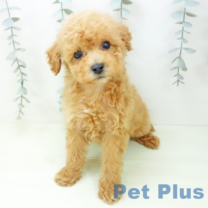 石川県のトイプードル(トイ) (ペットプラス 白山店/2026年1月30日生まれ/男の子/アプリコット)の子犬の2枚目の画像