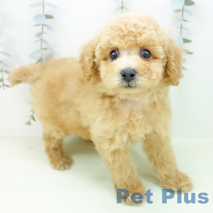 愛知県のトイプードル(トイ) (ペットプラス 熱田店/2026年1月30日生まれ/男の子/アプリコット)の子犬の1枚目の画像
