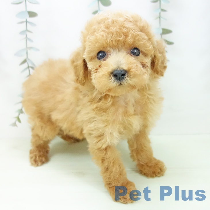 石川県のトイプードル(トイ) (ペットプラス 白山店/2026年1月30日生まれ/女の子/アプリコット)の子犬の1枚目の画像