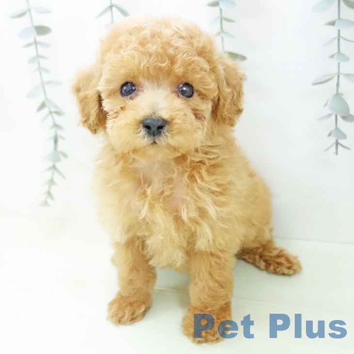 石川県のトイプードル(トイ) (ペットプラス 白山店/2026年1月30日生まれ/女の子/アプリコット)の子犬の2枚目の画像