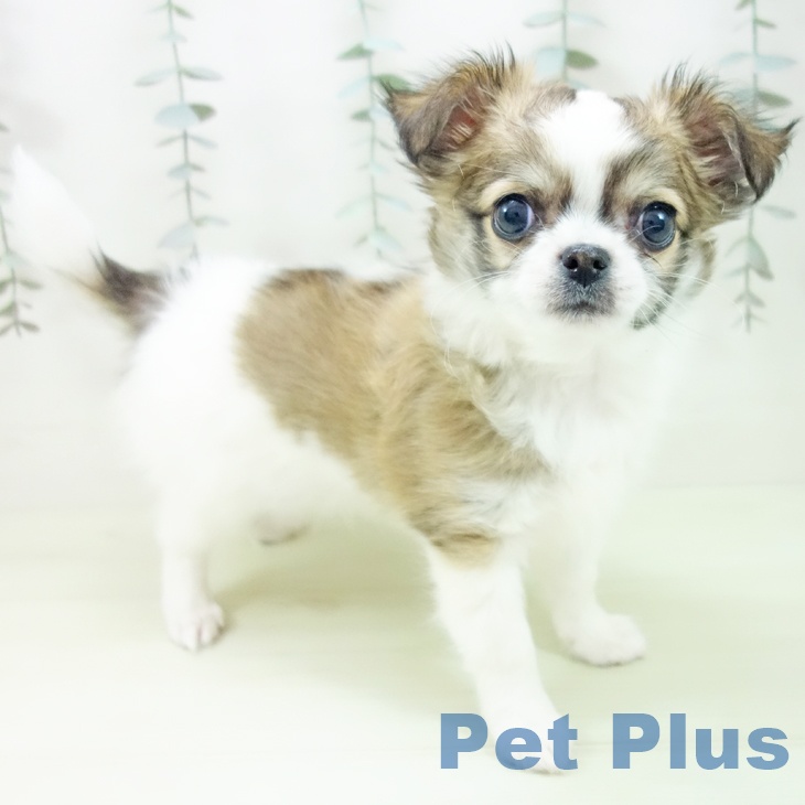 石川県のチワワ(ロング) (ペットプラス 新小松店/2026年1月29日生まれ/男の子/フォーンホワイト)の子犬の1枚目の画像