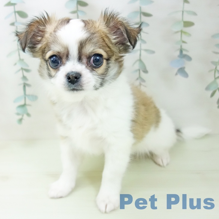 石川県のチワワ(ロング) (ペットプラス 新小松店/2026年1月29日生まれ/男の子/フォーンホワイト)の子犬の2枚目の画像