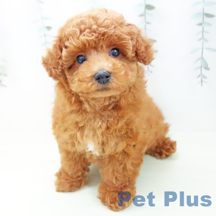 愛知県のトイプードル(トイ) (ペットプラス 則武新町店/2026年1月30日生まれ/男の子/レッド)の子犬の1枚目の画像