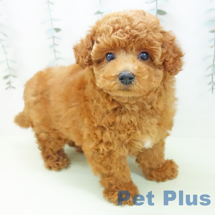 愛知県のトイプードル(トイ) (ペットプラス 則武新町店/2026年1月30日生まれ/男の子/レッド)の子犬の2枚目の画像