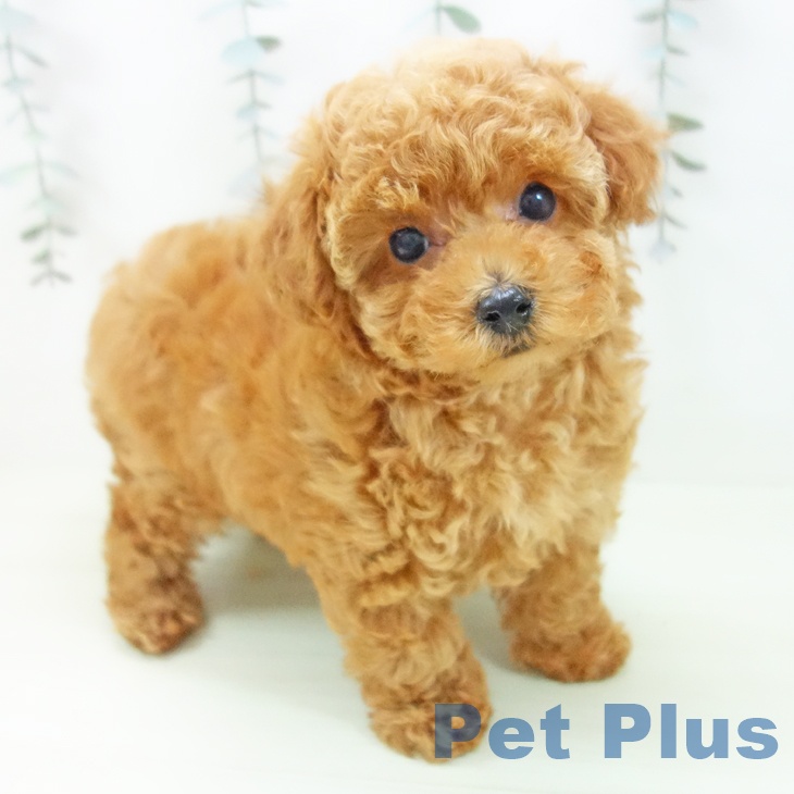 愛知県のトイプードル(トイ) (ペットプラス 岡崎店/2026年1月30日生まれ/女の子/レッド)の子犬