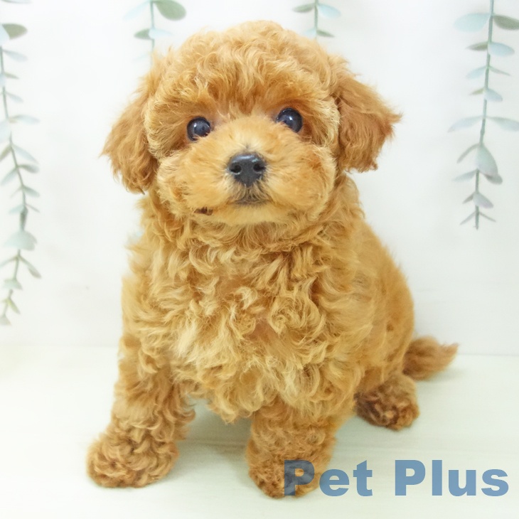 愛知県のトイプードル(トイ) (ペットプラス 岡崎店/2026年1月30日生まれ/女の子/レッド)の子犬の2枚目の画像