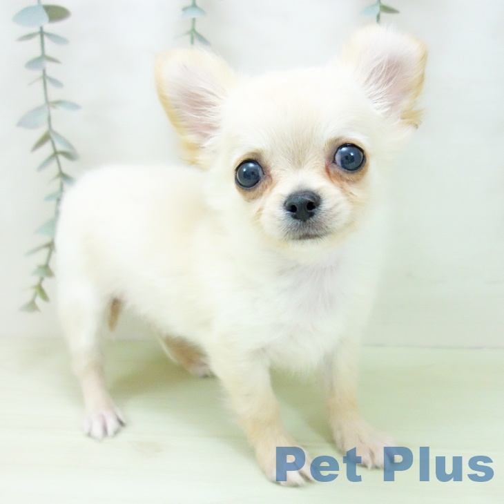 石川県のチワワ(ロング) (ペットプラス 白山店/2026年1月25日生まれ/男の子/クリーム)の子犬の1枚目の画像