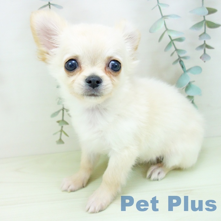 石川県のチワワ(ロング) (ペットプラス 白山店/2026年1月25日生まれ/男の子/クリーム)の子犬の2枚目の画像