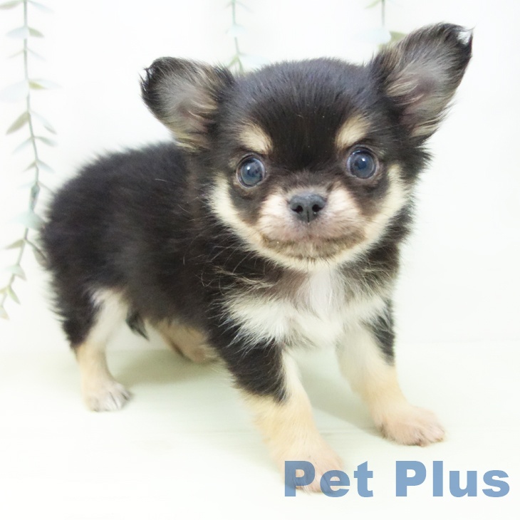 愛知県のチワワ(ロング) (ペットプラス mozoワンダーシティ店/2026年1月30日生まれ/男の子/ブラックタン)の子犬