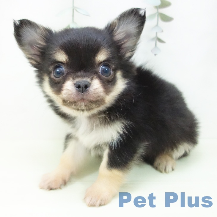 愛知県のチワワ(ロング) (ペットプラス mozoワンダーシティ店/2026年1月30日生まれ/男の子/ブラックタン)の子犬の2枚目の画像