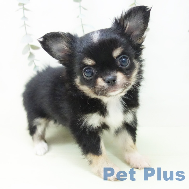 愛知県のチワワ(ロング) (ペットプラス 岡崎店/2026年1月30日生まれ/女の子/ブラックタンホワイト)の子犬