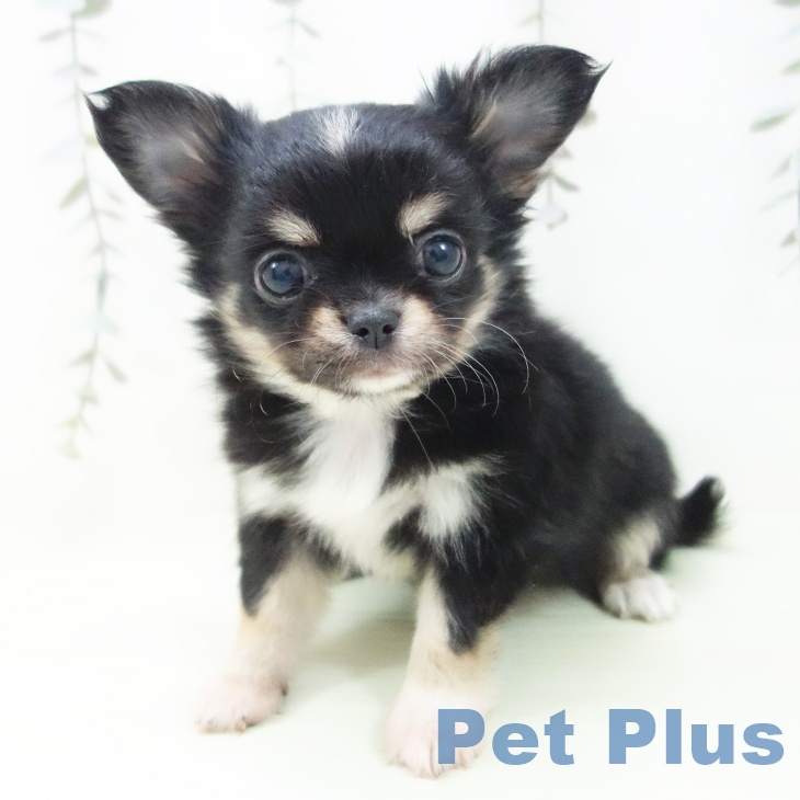愛知県のチワワ(ロング) (ペットプラス 岡崎店/2026年1月30日生まれ/女の子/ブラックタンホワイト)の子犬の2枚目の画像