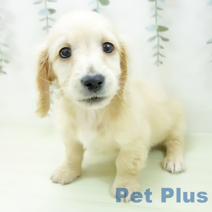 石川県のミニチュアダックスフンド(ロング) (ペットプラス 白山店/2026年1月28日生まれ/男の子/イエロー)の子犬