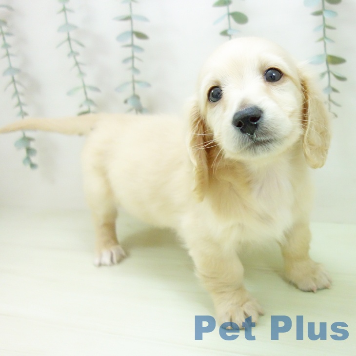 石川県のミニチュアダックスフンド(ロング) (ペットプラス 白山店/2026年1月28日生まれ/男の子/イエロー)の子犬の2枚目の画像