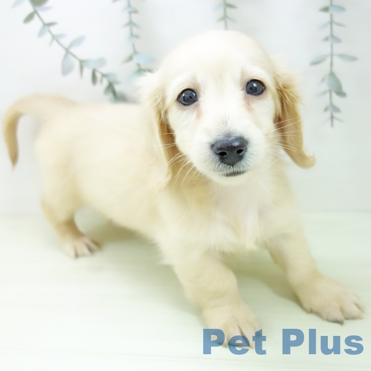 愛知県のミニチュアダックスフンド(ロング) (ペットプラス ナゴヤドーム前店/2026年1月28日生まれ/女の子/イエロー)の子犬の1枚目の画像