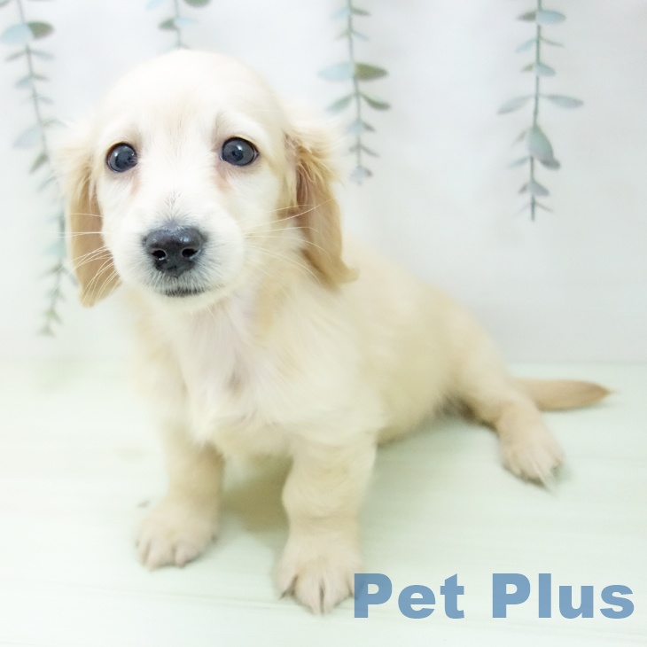 愛知県のミニチュアダックスフンド(ロング) (ペットプラス ナゴヤドーム前店/2026年1月28日生まれ/女の子/イエロー)の子犬の2枚目の画像