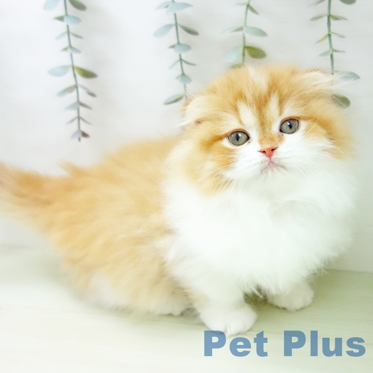 福岡県のスコティッシュフォールド (ペットプラス 八幡東店/2026年1月19日生まれ/女の子/レッドタビーホワイト)の子猫の1枚目の画像