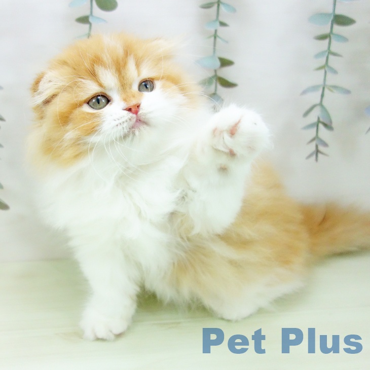 福岡県のスコティッシュフォールド (ペットプラス 八幡東店/2026年1月19日生まれ/女の子/レッドタビーホワイト)の子猫の2枚目の画像