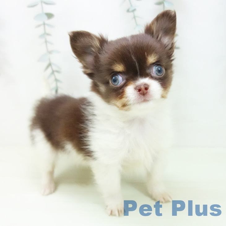 愛知県のチワワ(ロング) (ペットプラス mozoワンダーシティ店/2026年1月30日生まれ/男の子/チョコレートタンホワイト)の子犬