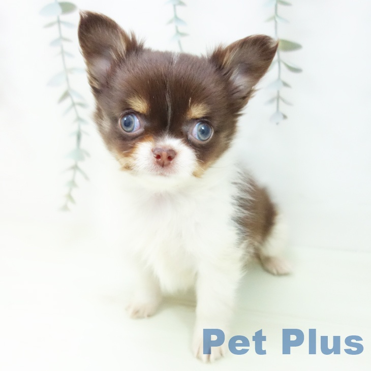 愛知県のチワワ(ロング) (ペットプラス mozoワンダーシティ店/2026年1月30日生まれ/男の子/チョコレートタンホワイト)の子犬の2枚目の画像