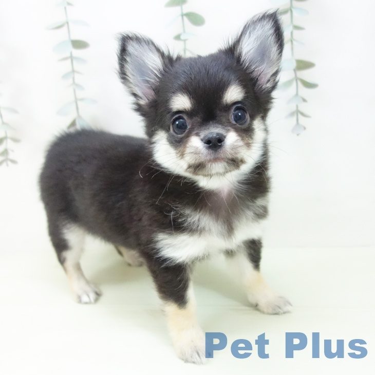 石川県のチワワ(ロング) (ペットプラス 新小松店/2026年1月29日生まれ/男の子/ブラックタン)の子犬の1枚目の画像