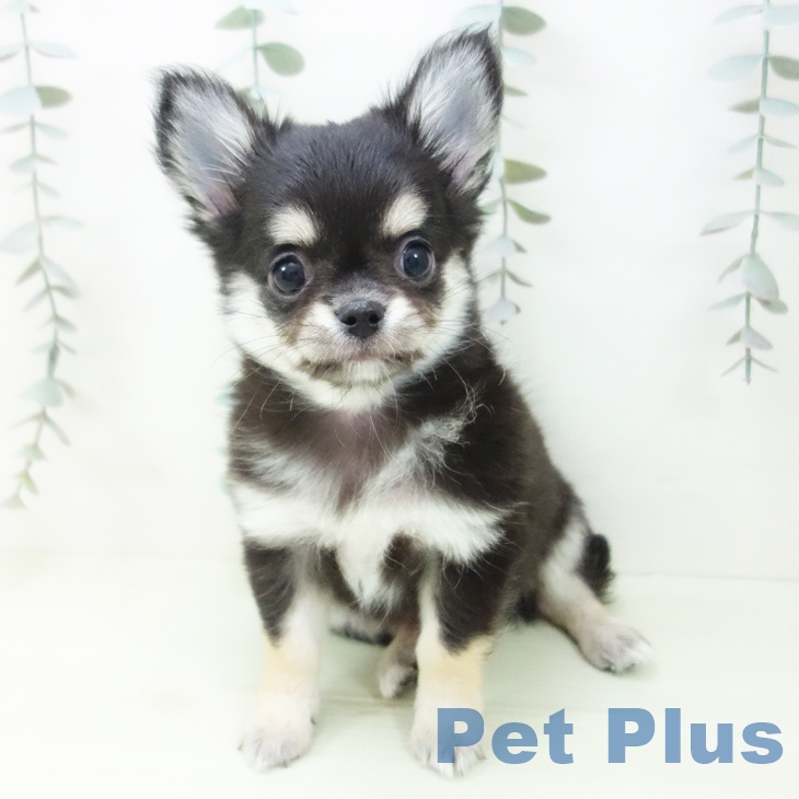 石川県のチワワ(ロング) (ペットプラス 新小松店/2026年1月29日生まれ/男の子/ブラックタン)の子犬の2枚目の画像