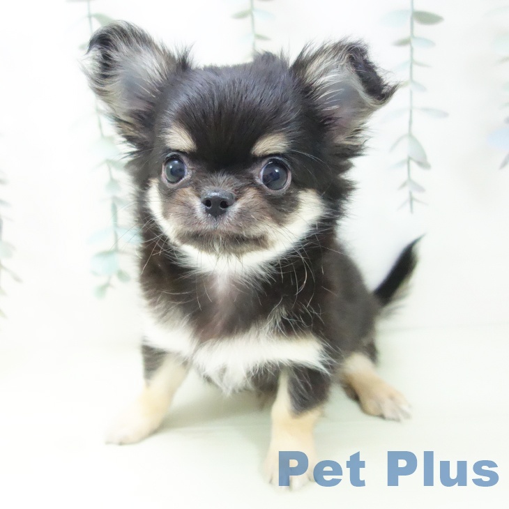 三重県のチワワ(ロング) (ペットプラス 東員店/2026年1月29日生まれ/男の子/ブラックタン)の子犬