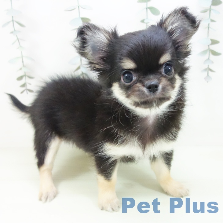 三重県のチワワ(ロング) (ペットプラス 東員店/2026年1月29日生まれ/男の子/ブラックタン)の子犬の2枚目の画像