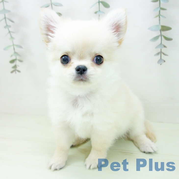 愛知県のチワワ(ロング) (ペットプラス ナゴヤドーム前店/2026年1月29日生まれ/男の子/クリーム)の子犬の1枚目の画像