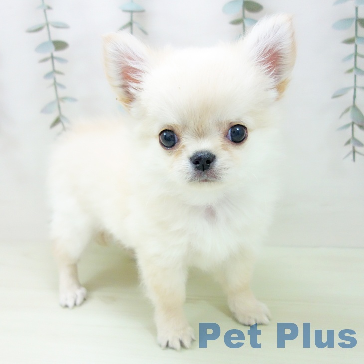 愛知県のチワワ(ロング) (ペットプラス ナゴヤドーム前店/2026年1月29日生まれ/男の子/クリーム)の子犬の2枚目の画像