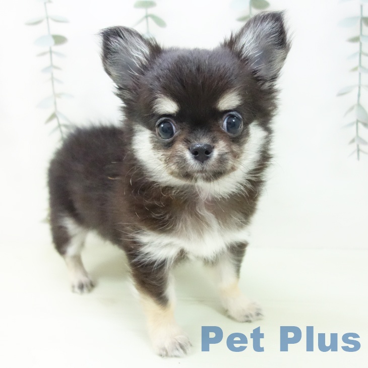 愛知県のチワワ(ロング) (ペットプラス 名古屋茶屋店/2026年1月29日生まれ/女の子/ブラックタン)の子犬の1枚目の画像