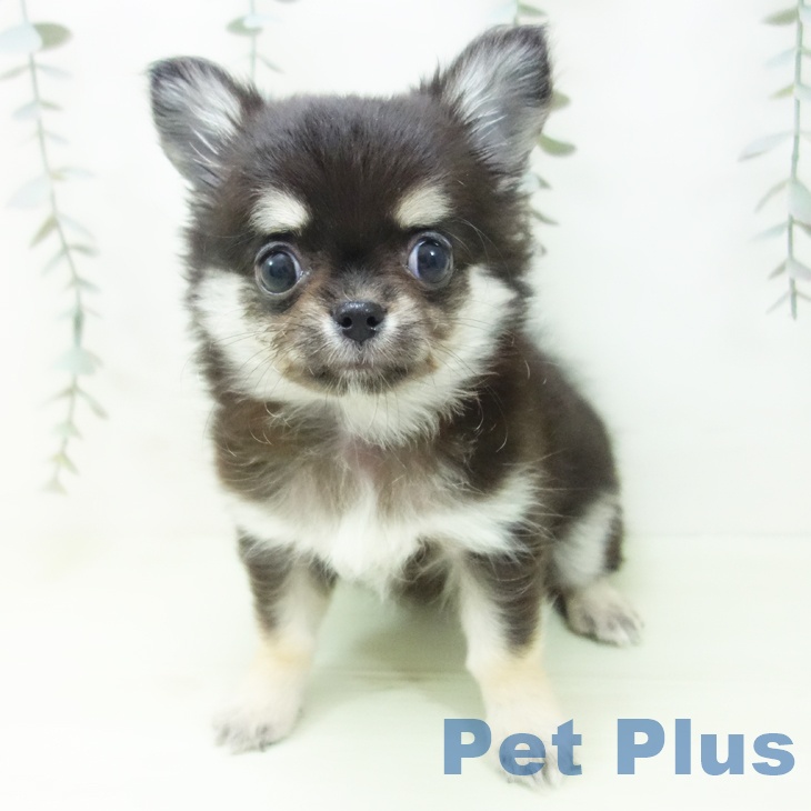 愛知県のチワワ(ロング) (ペットプラス 名古屋茶屋店/2026年1月29日生まれ/女の子/ブラックタン)の子犬の2枚目の画像