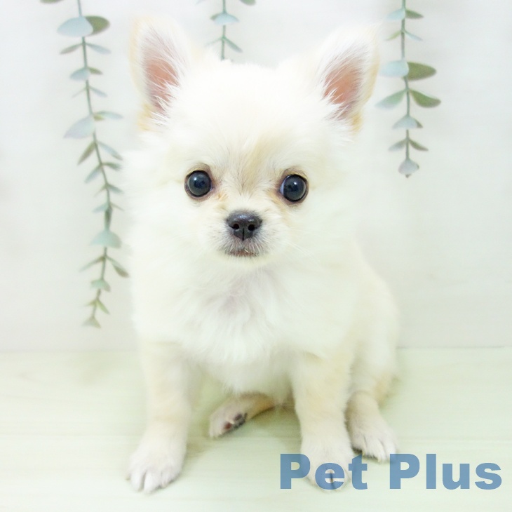 愛知県のチワワ(ロング) (ペットプラス みなと店/2026年1月29日生まれ/女の子/クリーム)の子犬の1枚目の画像