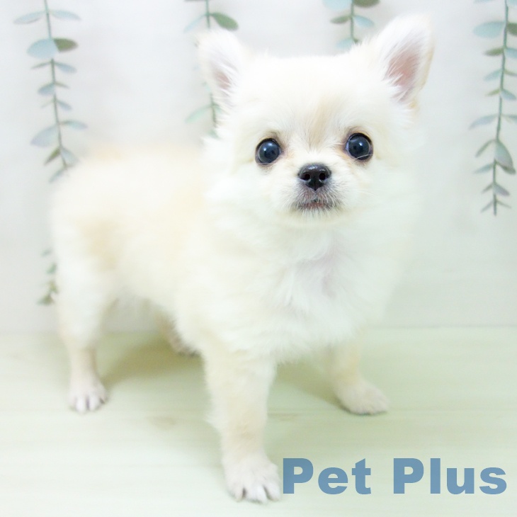 愛知県のチワワ(ロング) (ペットプラス みなと店/2026年1月29日生まれ/女の子/クリーム)の子犬の2枚目の画像