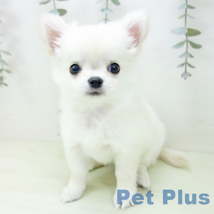 岐阜県のチワワ(ロング) (ペットプラス 各務原店/2026年1月29日生まれ/女の子/クリーム)の子犬