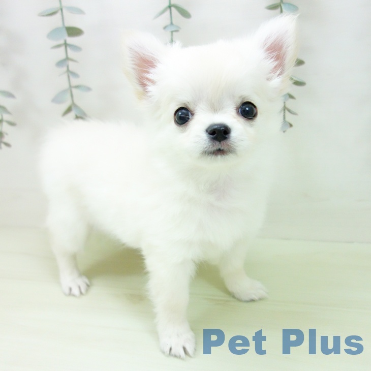 岐阜県のチワワ(ロング) (ペットプラス 各務原店/2026年1月29日生まれ/女の子/クリーム)の子犬の2枚目の画像