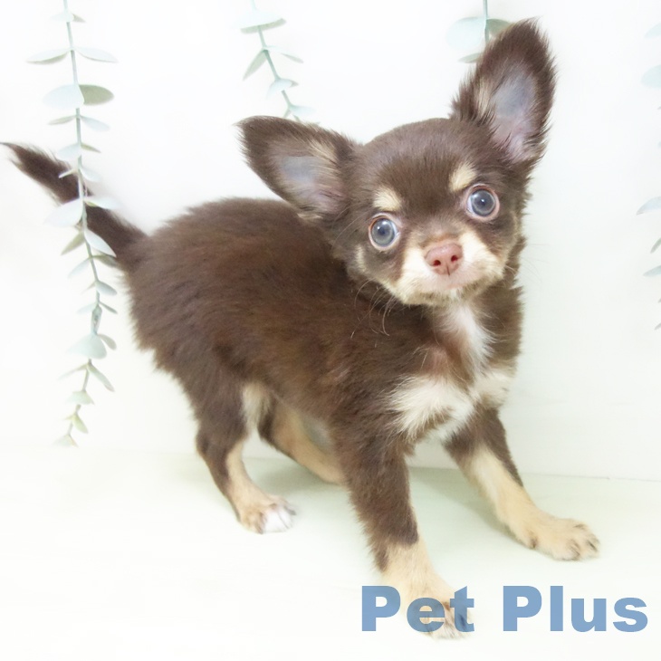 愛知県のチワワ(ロング) (ペットプラス イオンモール豊川店/2026年1月30日生まれ/男の子/チョコレートタン)の子犬